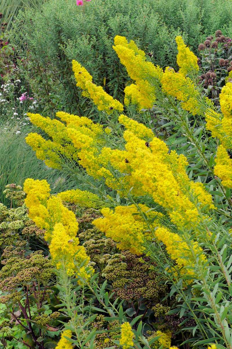 Zlatobýl - Solidago speciosa Zlatobýl - Solidago speciosa