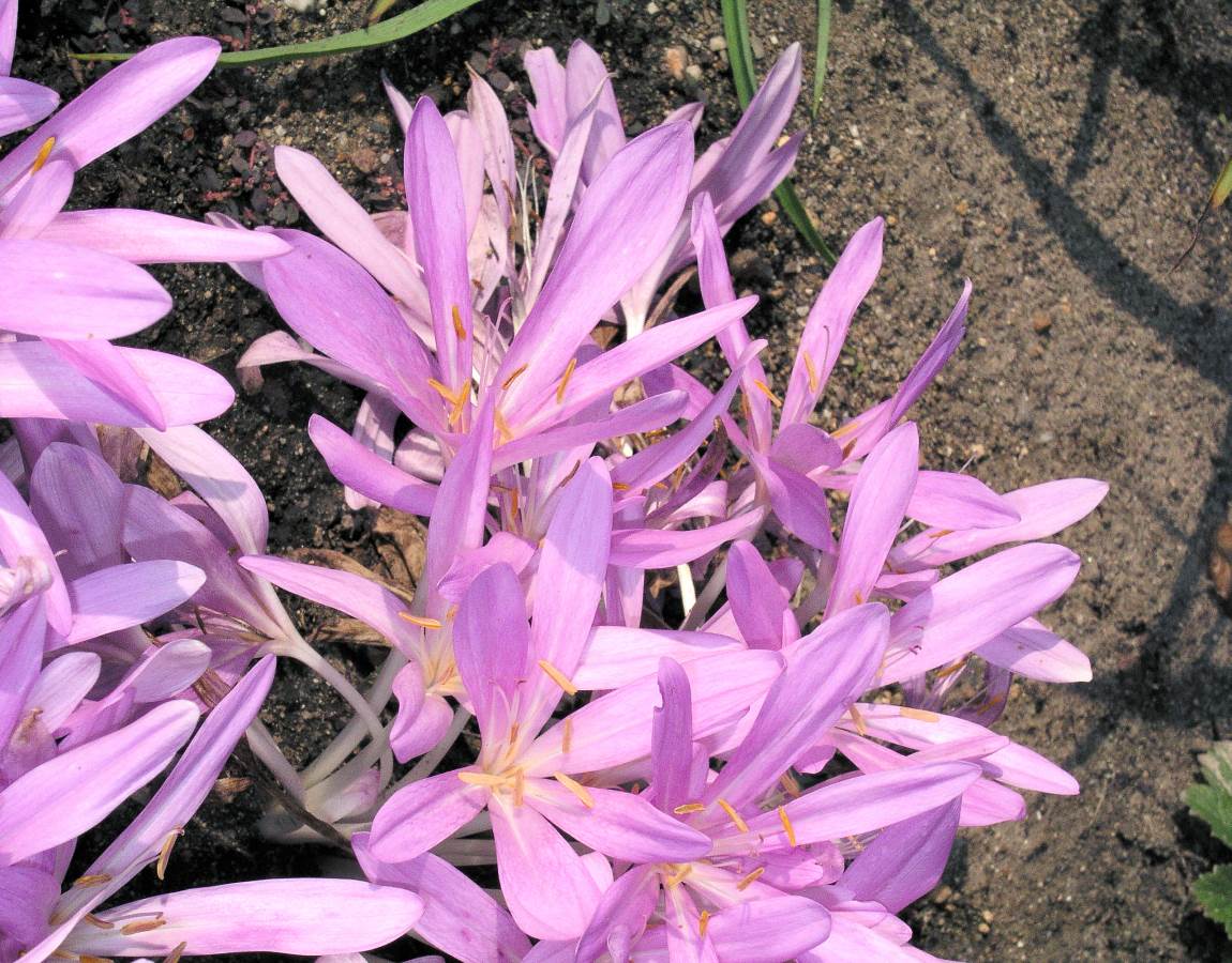 Colchicum laetum má užší jazykovité listy i užší okvětní lístky Colchicum laetum má užší jazykovité listy i užší okvětní lístky