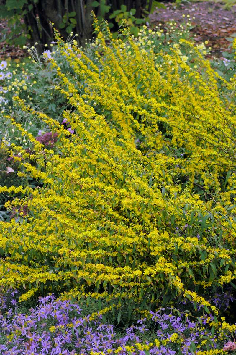 Zlatobýl - Solidago caesia Zlatobýl - Solidago caesia