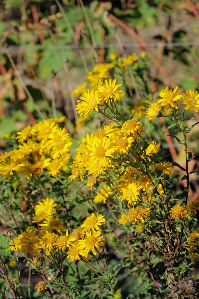 Heterotheca camporum Sunshine počátkem října Heterotheca camporum Sunshine počátkem října