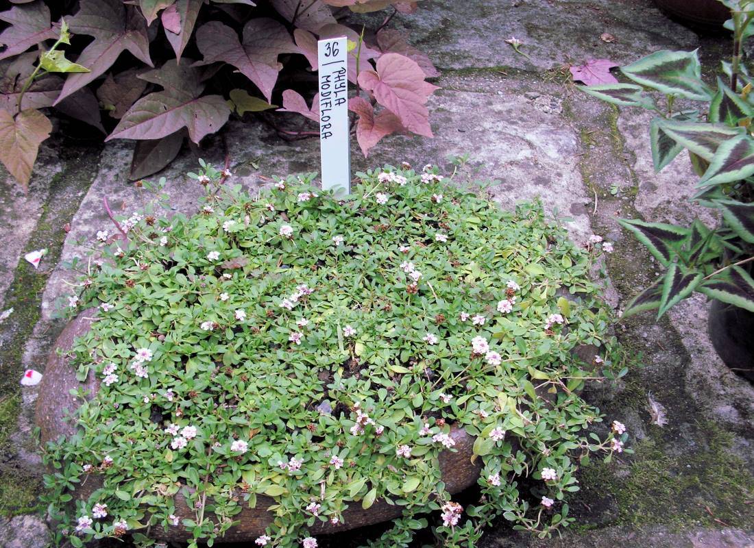 Phyla nodiflora rychle vytváří hustý a nenáročný koberec Phyla nodiflora rychle vytváří hustý a nenáročný koberec