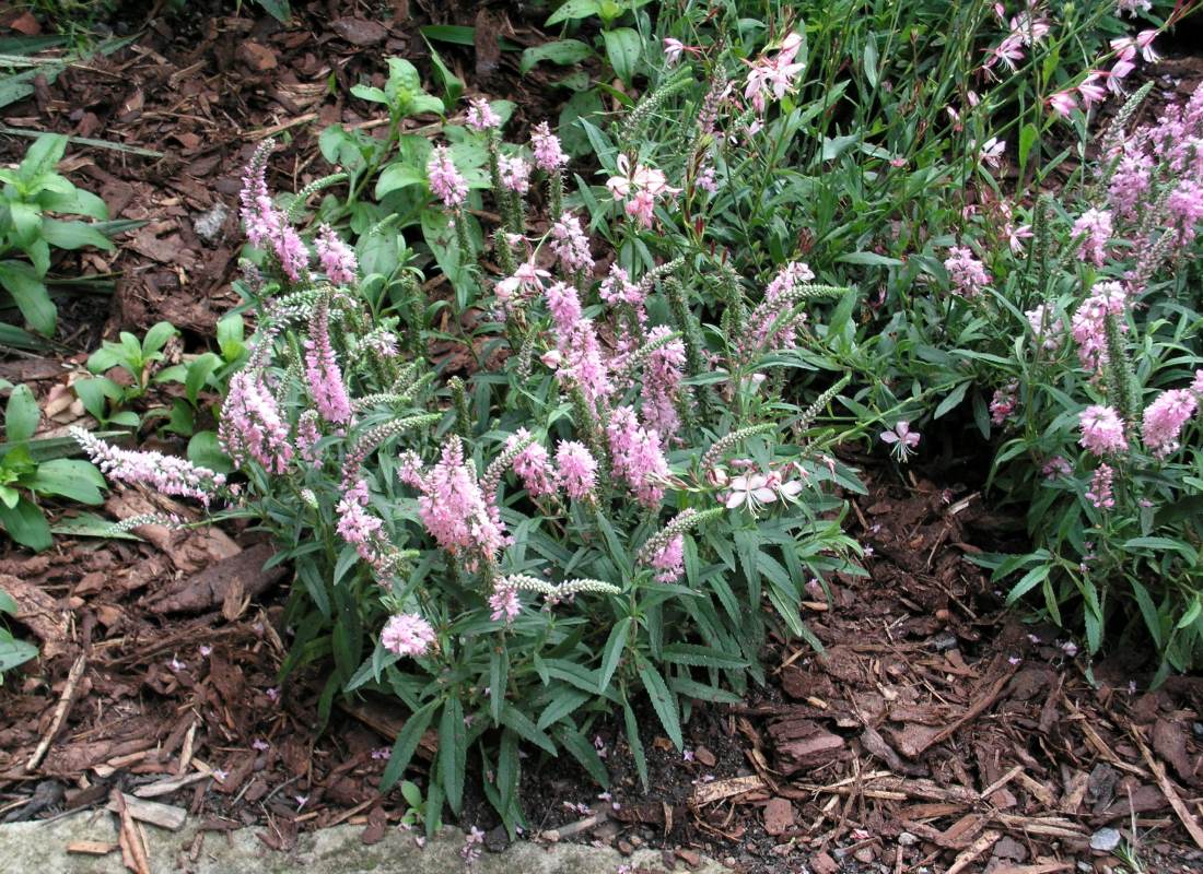 Růžově kvetoucí rozrazil Veronica spicata Pink Růžově kvetoucí rozrazil Veronica spicata Pink