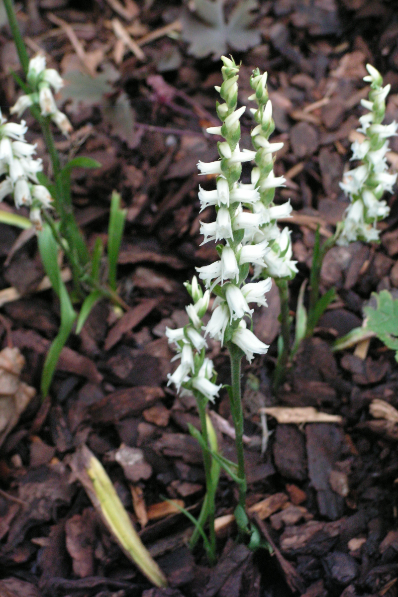Švihlík patří mezi zemní orchideje Švihlík patří mezi zemní orchideje