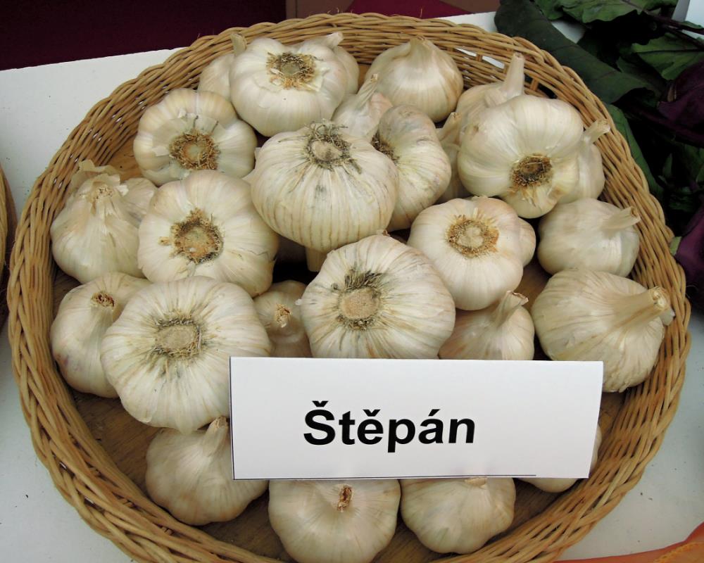 Poloraná odrůda česneku Štěpán Poloraná odrůda česneku Štěpán
