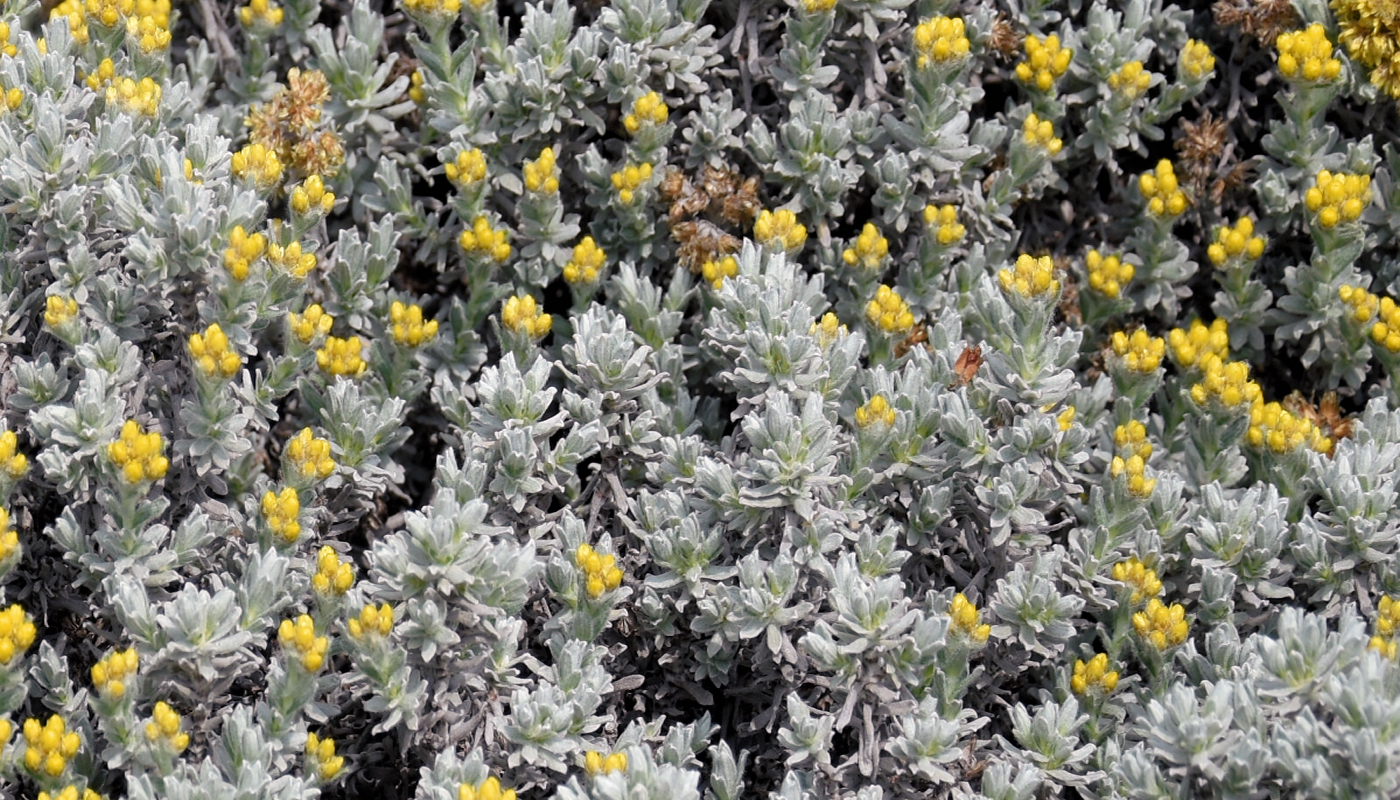 Smil trojpruhý (Helichrysum trilineatum) Smil trojpruhý