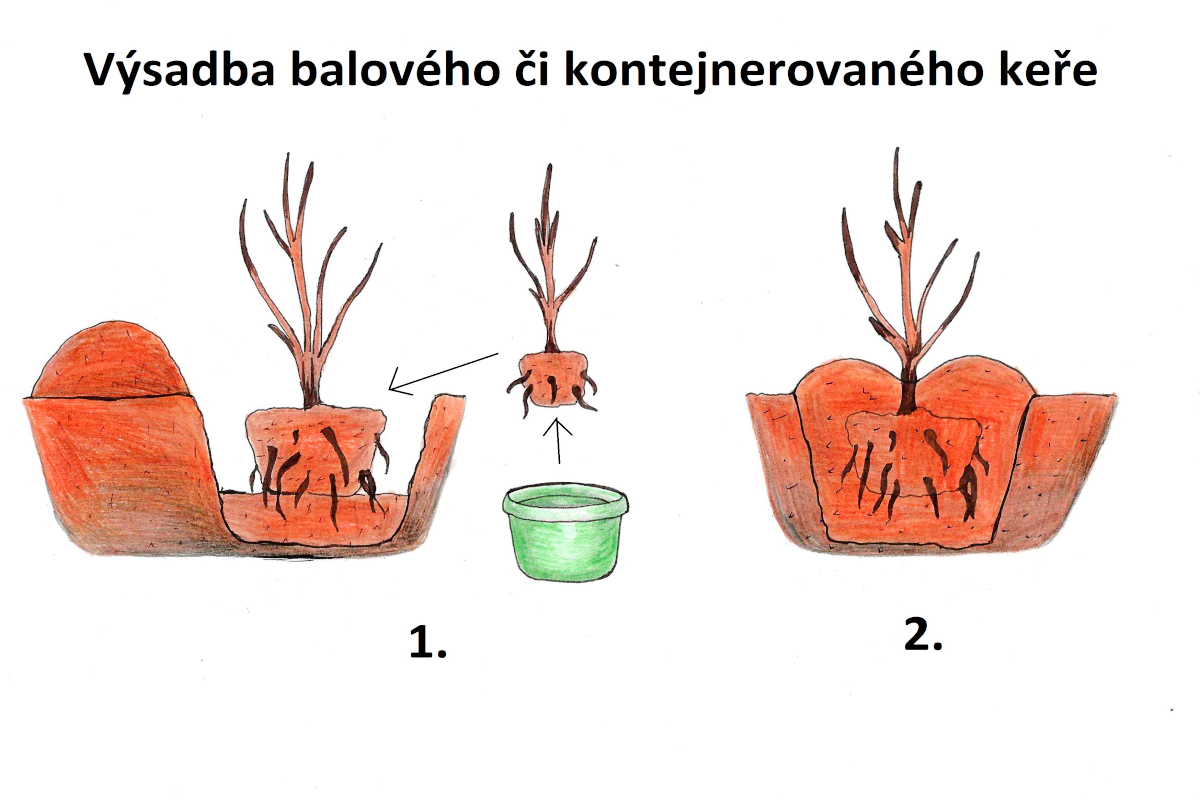 Podzimní výsadba dřevin: jak správně sázet keře a stromky