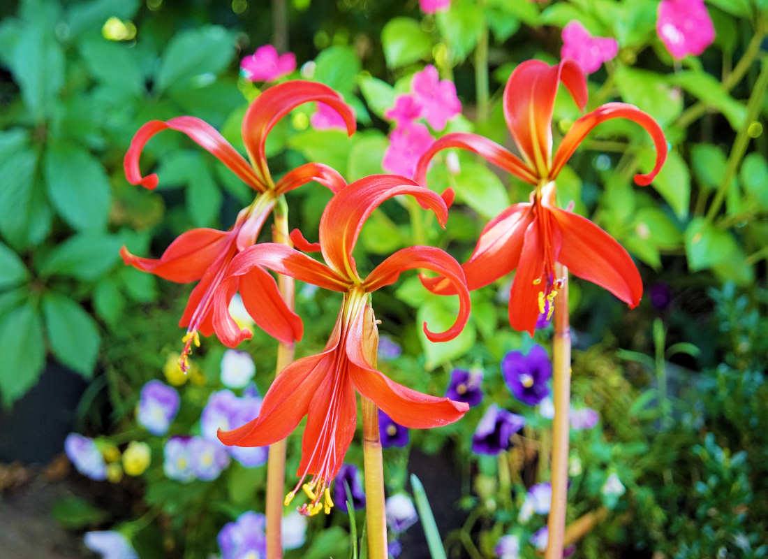 Jakubská lilie - (Sprekelia formosissima), Zdroj Shutterstock Jakubská lilie - (Sprekelia formosissima), Zdroj Shutterstock