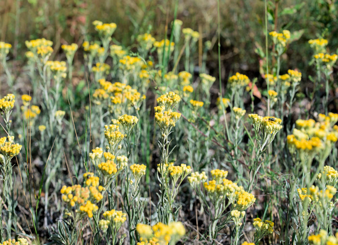 Smil písečný (Helichrysum arenarium) Smil písečný