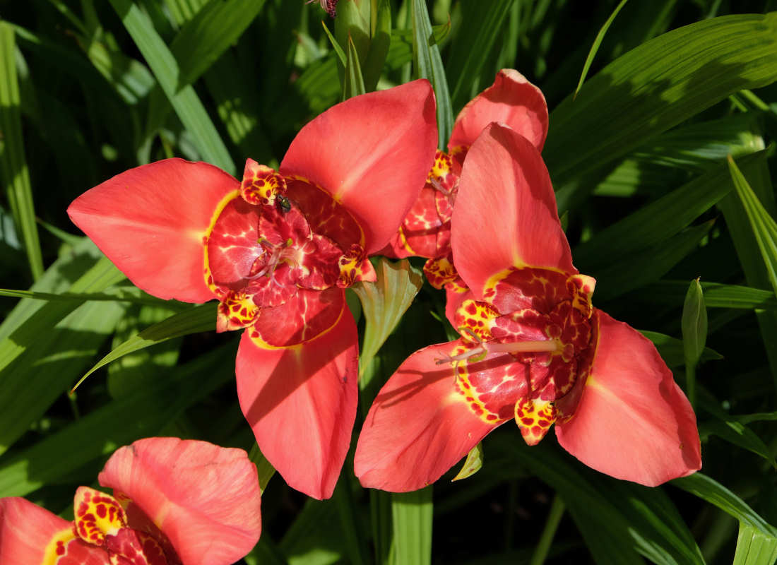 Tygřice paví - (Tigridia pavonia), Zdroj Shutterstock Tygřice paví - (Tigridia pavonia), Zdroj Shutterstock