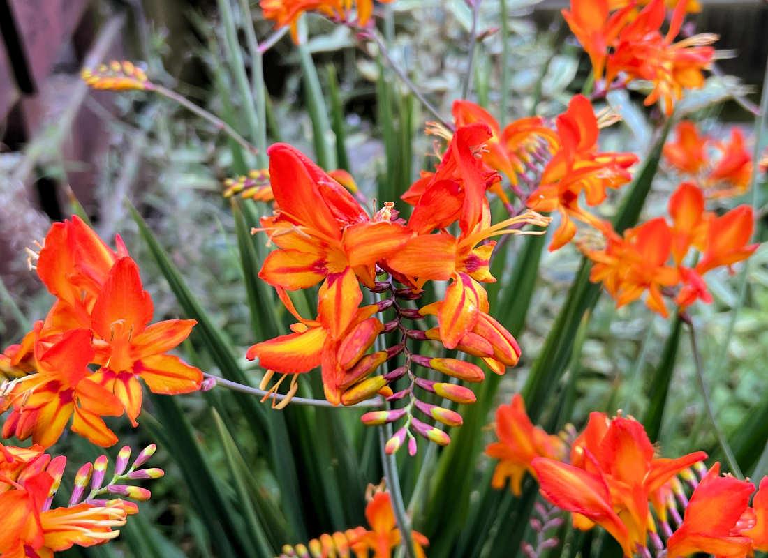 Křešina, montbrécie - (Crocosmia crocosmiiflora), Zdroj Shutterstock Křešina, montbrécie - (Crocosmia crocosmiiflora), Zdroj Shutterstock