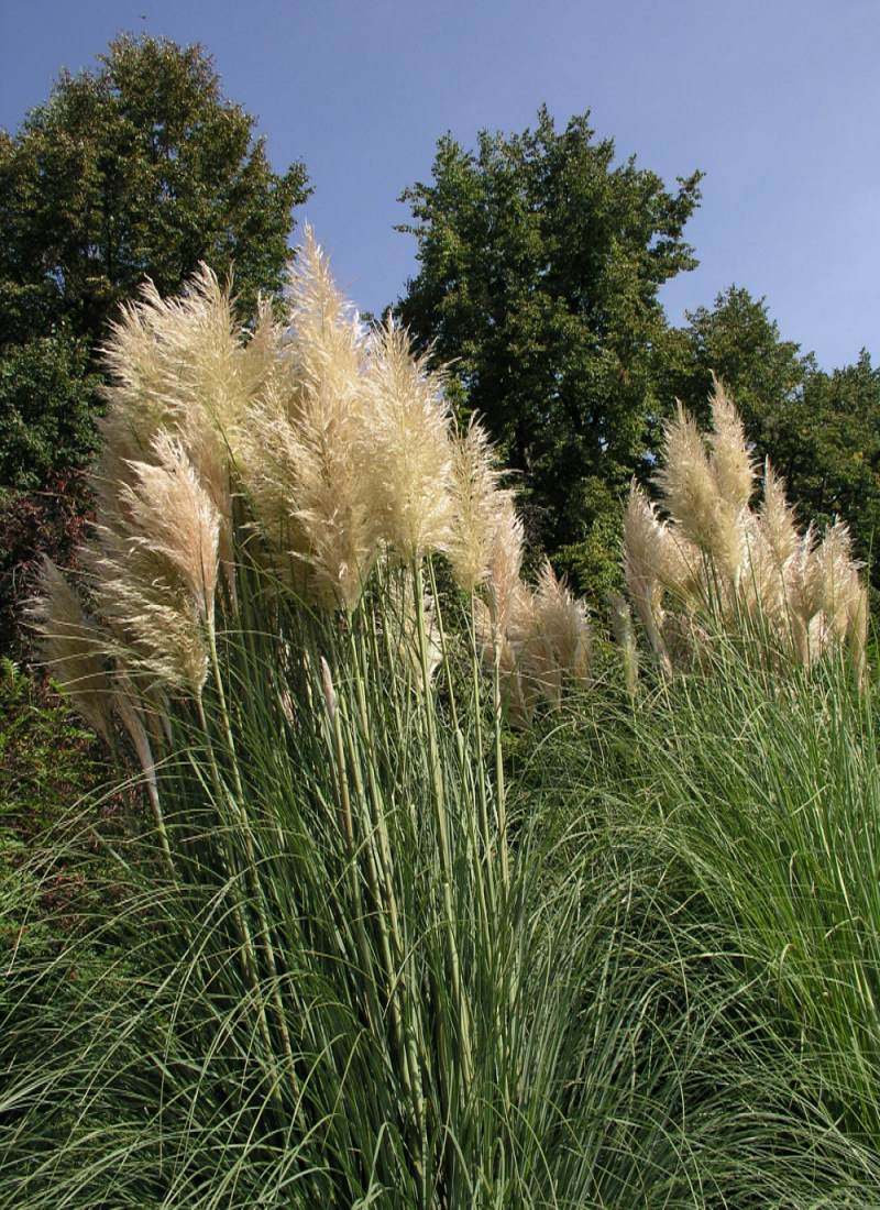 Cortaderia selloana patří mezi atraktivní, ale náročnější druhy trav Cortaderia selloana patří mezi atraktivní, ale náročnější druhy trav
