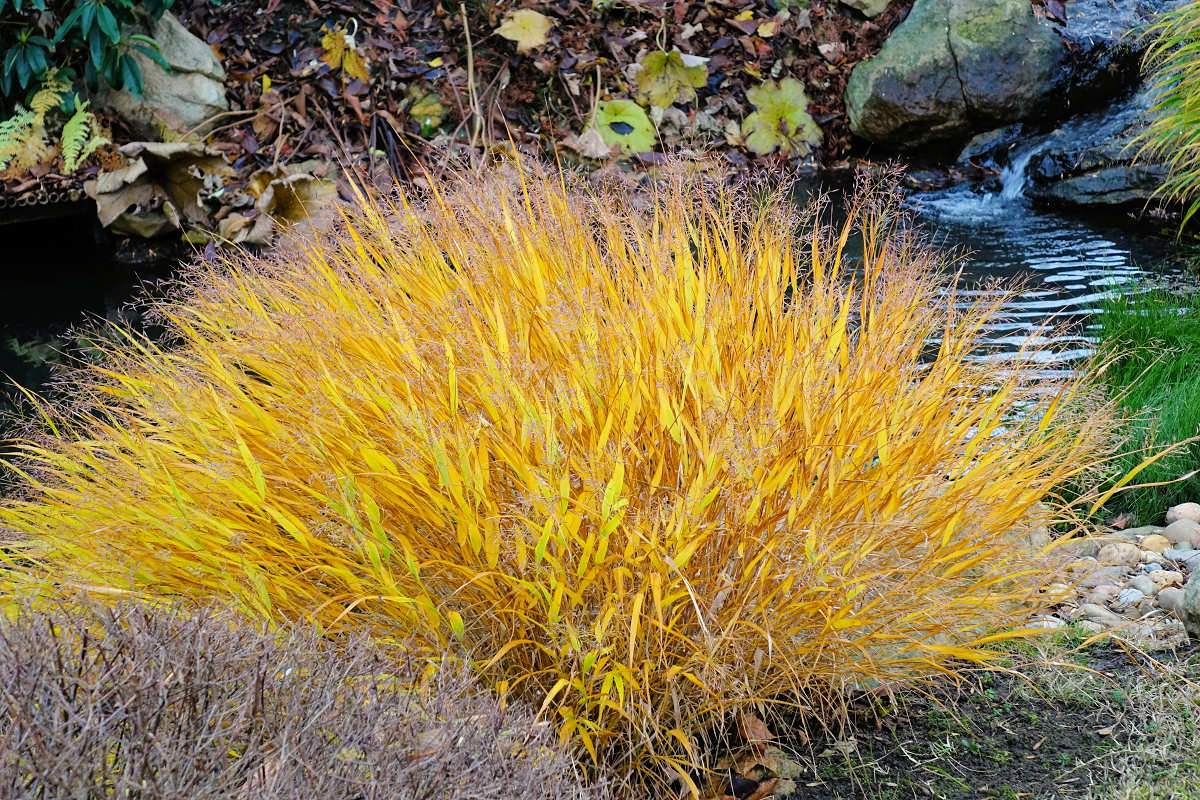 Hakonechloa macra Aureola ve druhé polovině listopadu Hakonechloa macra Aureola ve druhé polovině listopadu