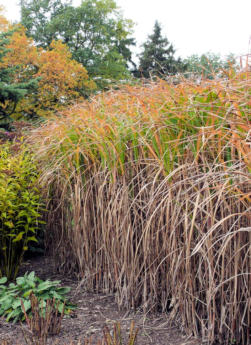 Miscanthus × giganteus Miscanthus × giganteus