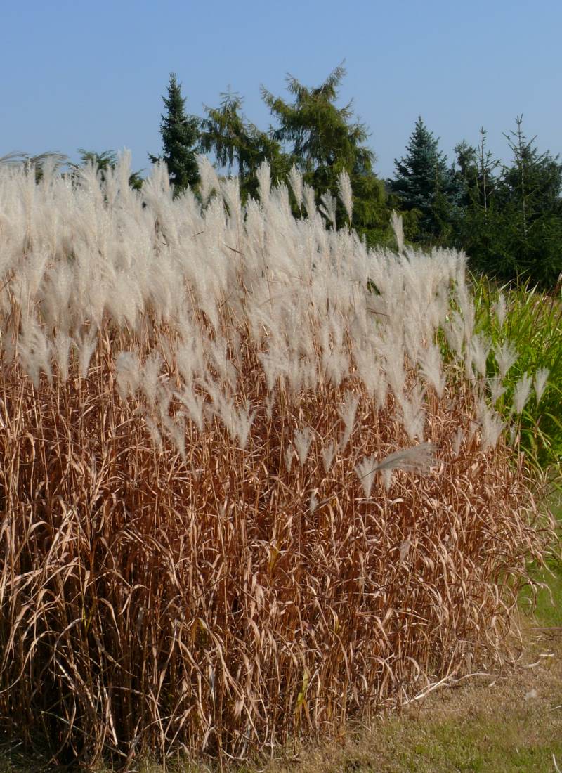 Miscanthus sacchariflorus Miscanthus sacchariflorus