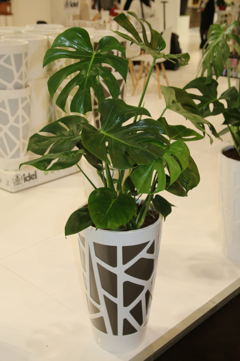 Monstera deliciosa v její nejtypičtější podobě pokojové rostliny Monstera deliciosa v její nejtypičtější podobě pokojové rostliny