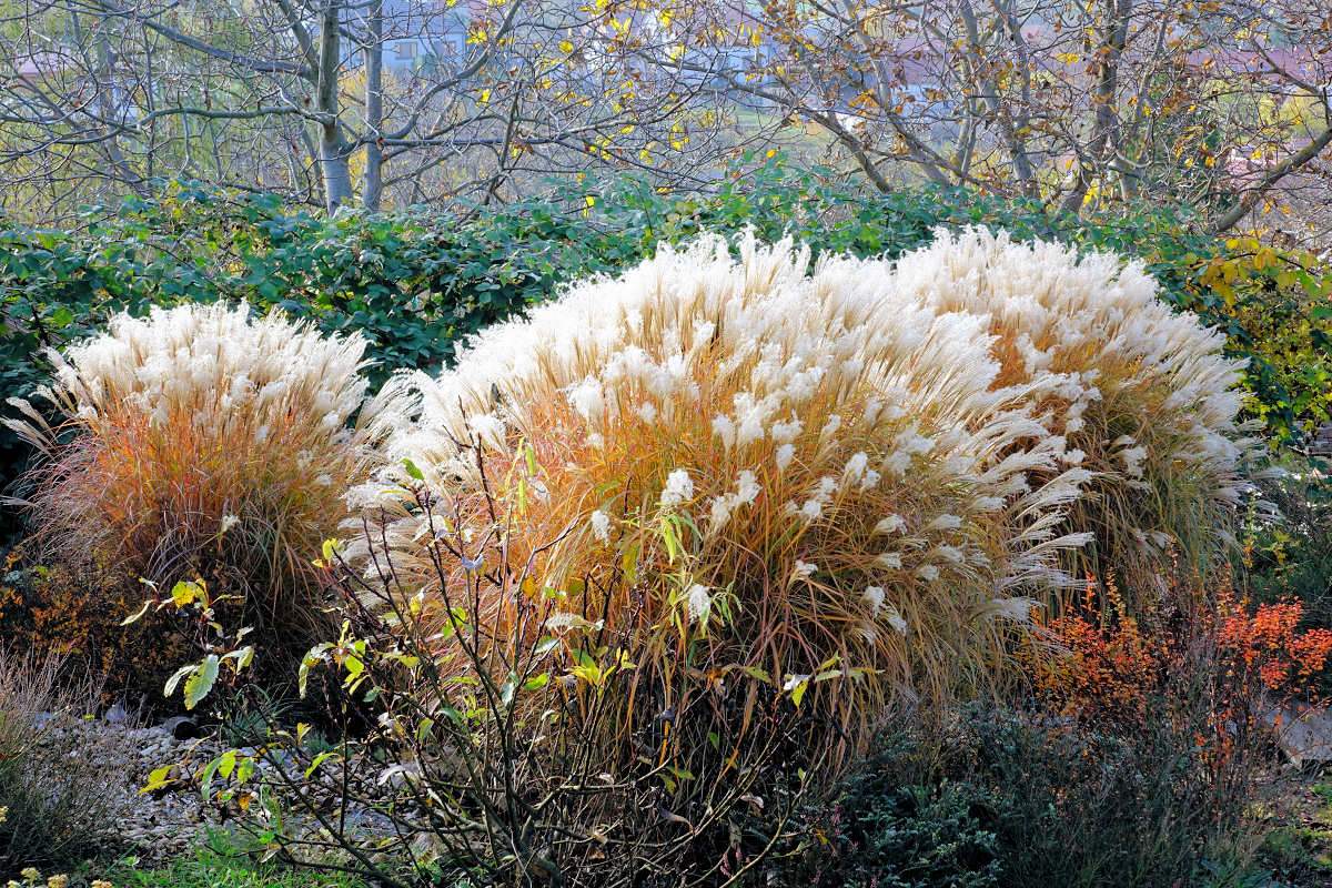 Miscanthus sinensis Adagio ke konci října Miscanthus sinensis Adagio ke konci října