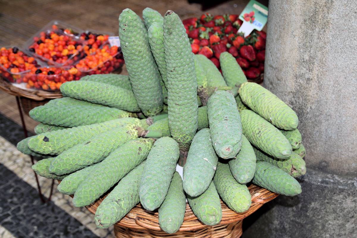 Monstera: exotická pokojová rostlina i jedlá pochoutka