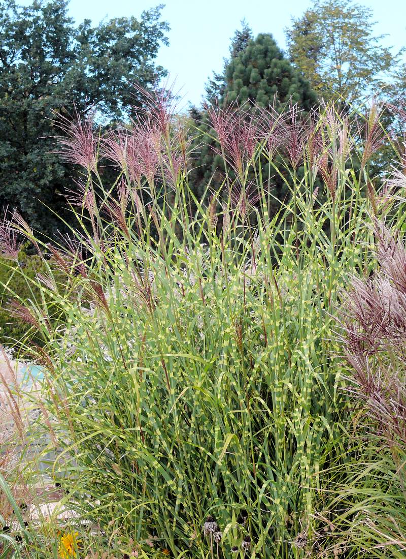 Miscanthus sinensis Strictus Miscanthus sinensis Strictus