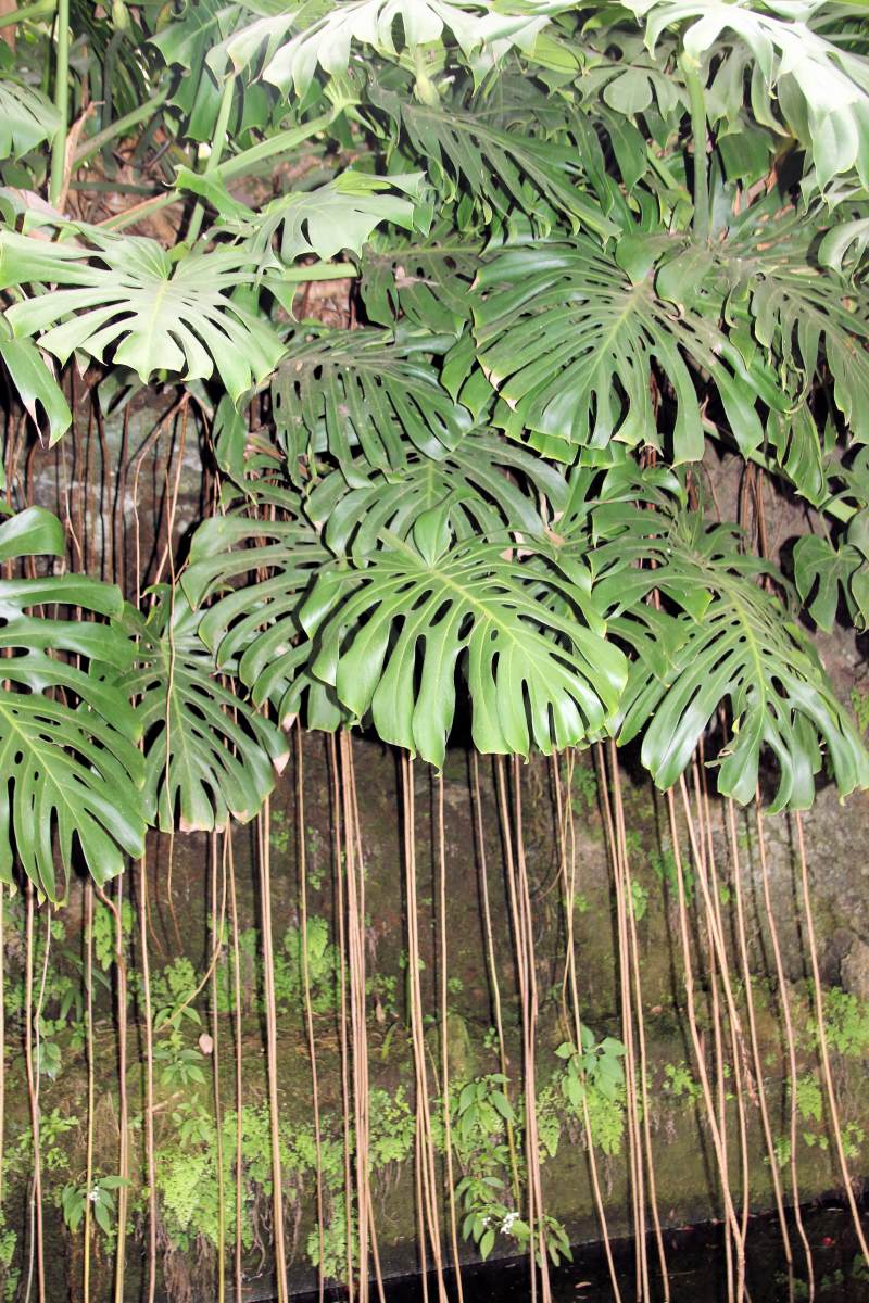 Monstera vytváří vzdušné kořeny, které rostlině pomáhají získávat vodu i živiny Monstera vytváří vzdušné kořeny, které rostlině pomáhají získávat vodu i živiny