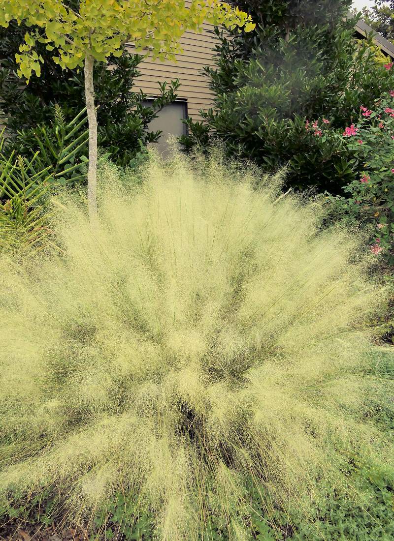Muhlenbergia capillaris White Cloud Muhlenbergia capillaris White Cloud