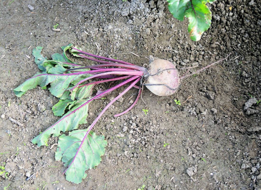 Červená řepa se musí sklidit před příchodem mrazů Jak na skladování zeleniny?