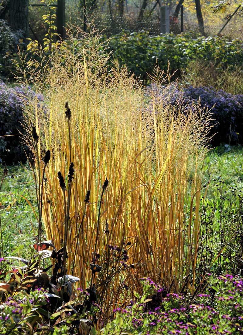 Panicum virgatum Northwind Panicum virgatum Northwind