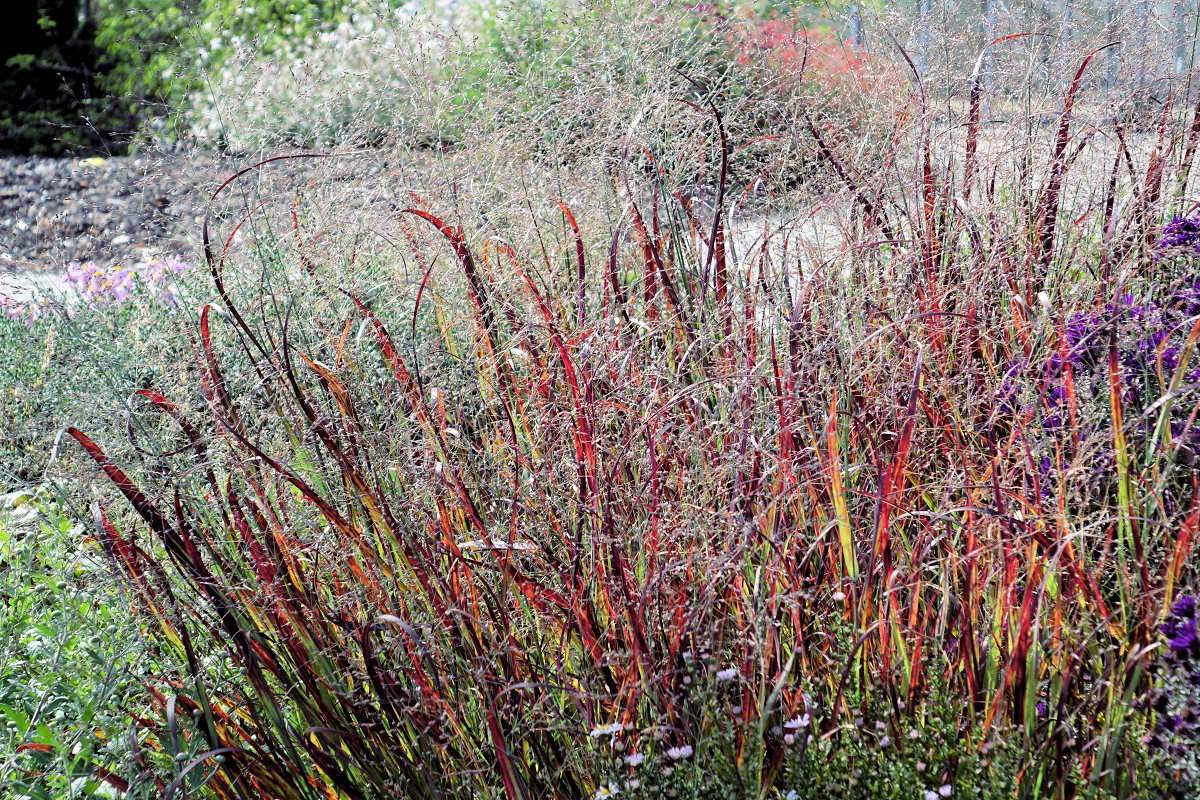 Panicum virgatum Red Metal Panicum virgatum Red Metal