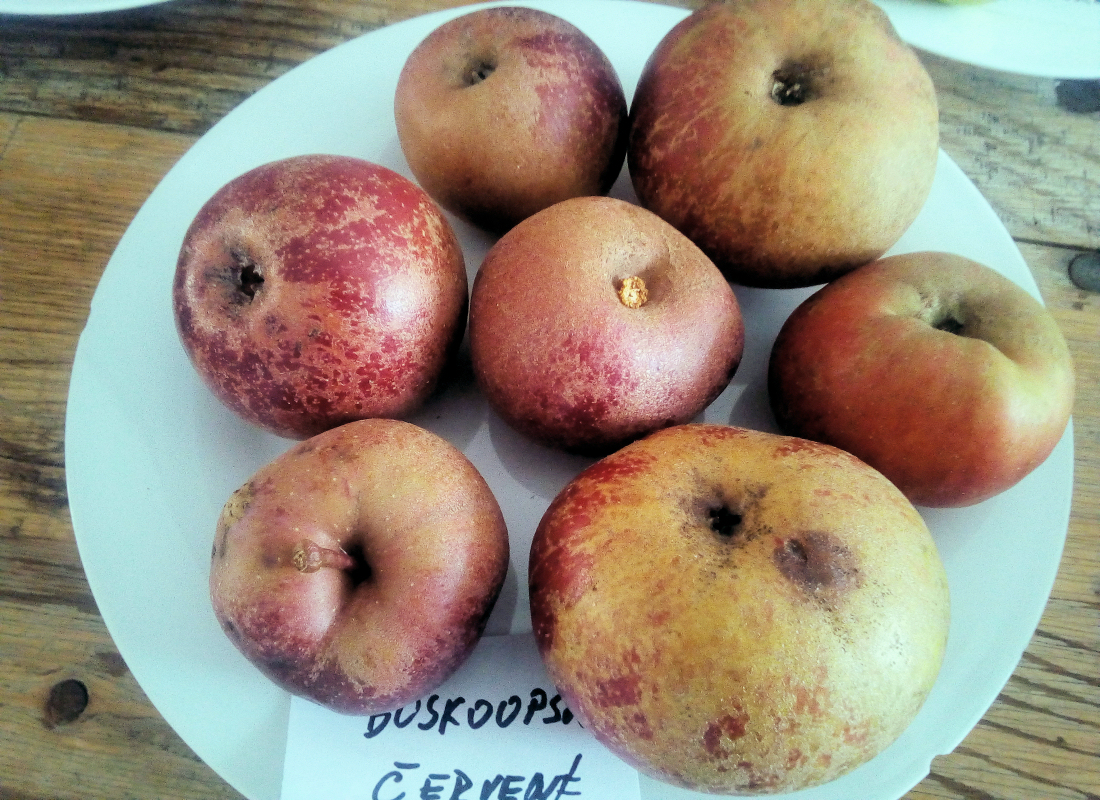 Boskoopské červené Boskoopské červené