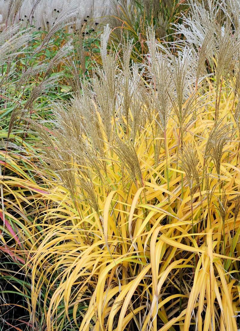 Listy některých odrůd ozdobnic (Miscanthus) se na podzim barví do velmi výrazných žlutých nebo oranžových barev Listy některých odrůd ozdobnic (Miscanthus) se na podzim barví do velmi výrazných žlutých nebo oranžových barev