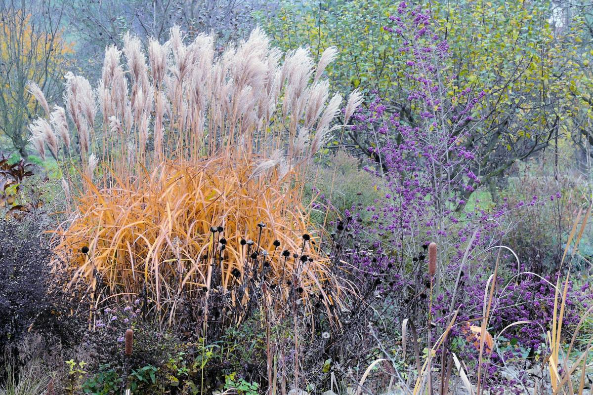 Miscanthus Malepartus může být výraznou ozdobou zahrady dlouho do listopadu Miscanthus Malepartus může být výraznou ozdobou zahrady dlouho do listopadu