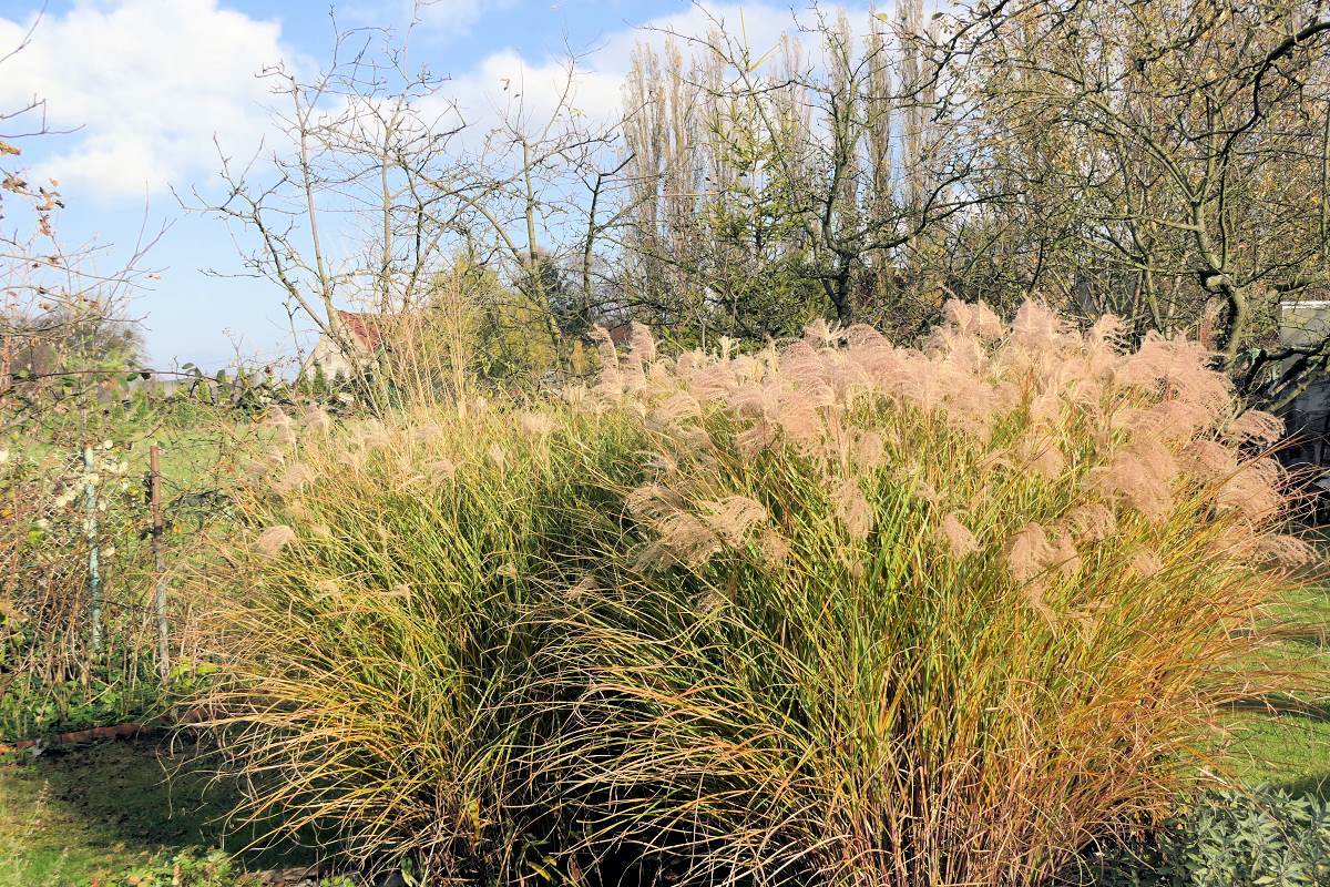 Miscanthus sinensis Gracillimus nakvétá pouze při dlouhém a teplém podzimu Miscanthus sinensis Gracillimus nakvétá pouze při dlouhém a teplém podzimu
