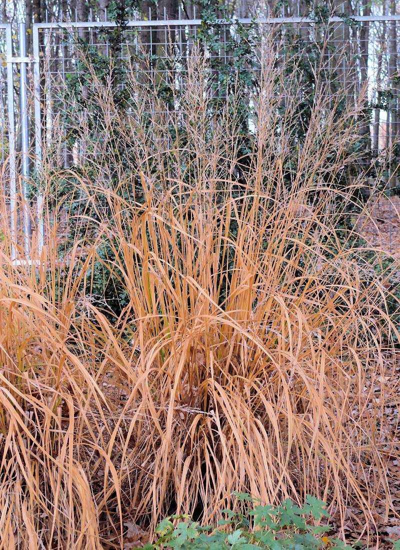 Molinia arundinacea v polovině listopadu Molinia arundinacea v polovině listopadu