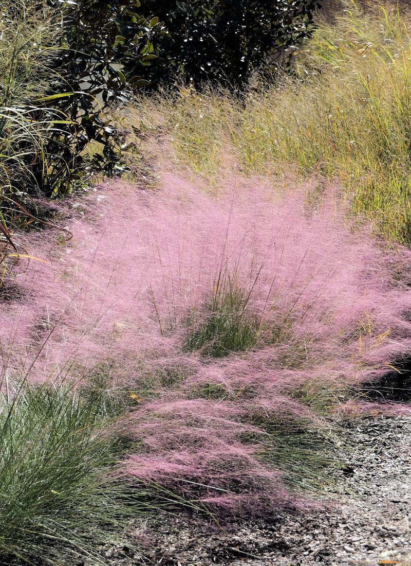 Muhlenbergia capillaris Muhlenbergia capillaris