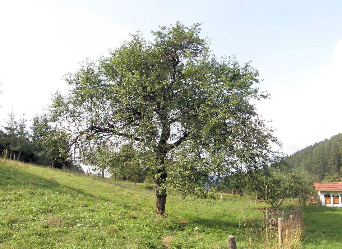 Jadernička moravská za humny Jadernička moravská za humny