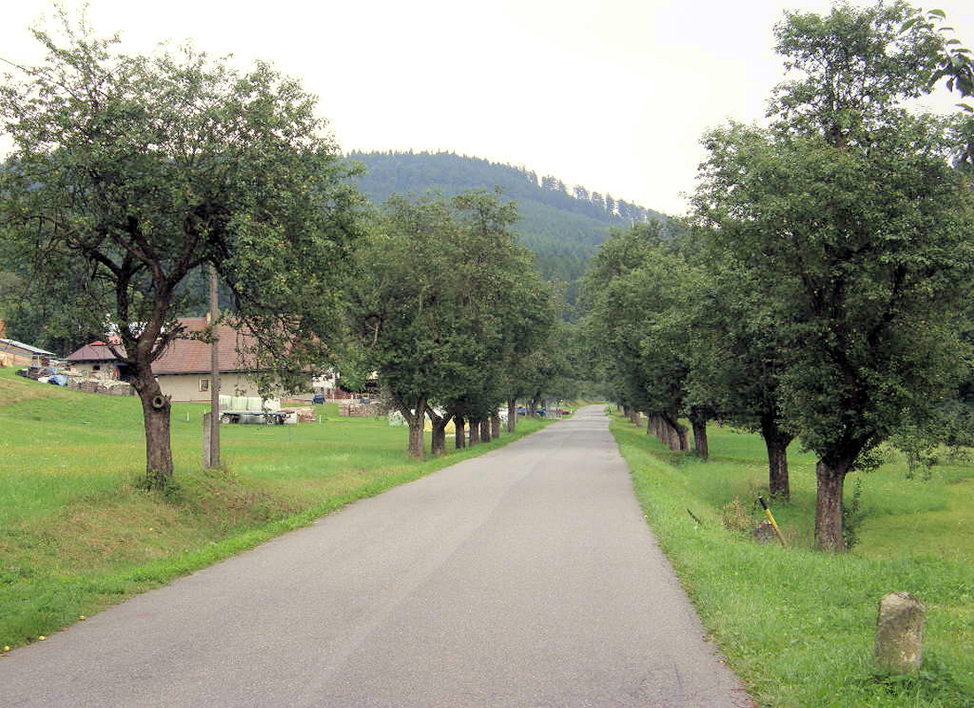 Alej s Jaderničkou moravskou Alej s Jaderničkou moravskou