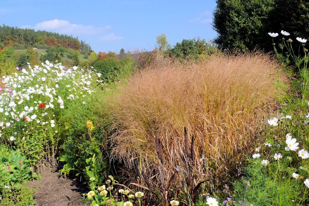 Panicum virgatum Rehbraun v první polovině října Panicum virgatum Rehbraun v první polovině října