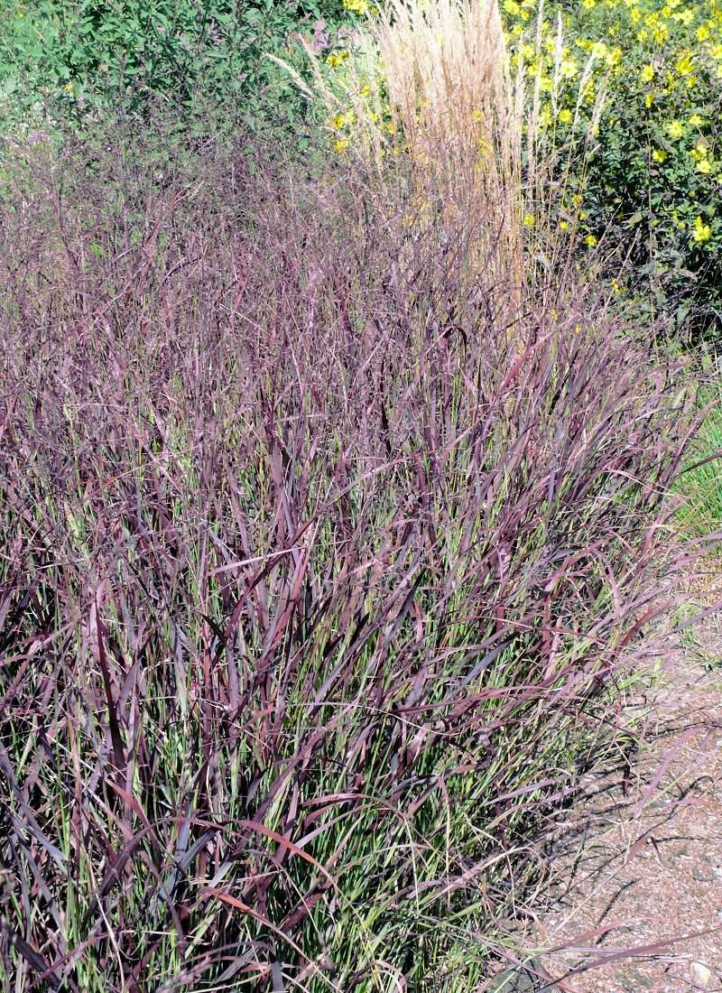 Panicum virgatum Shenandoah Panicum virgatum Shenandoah