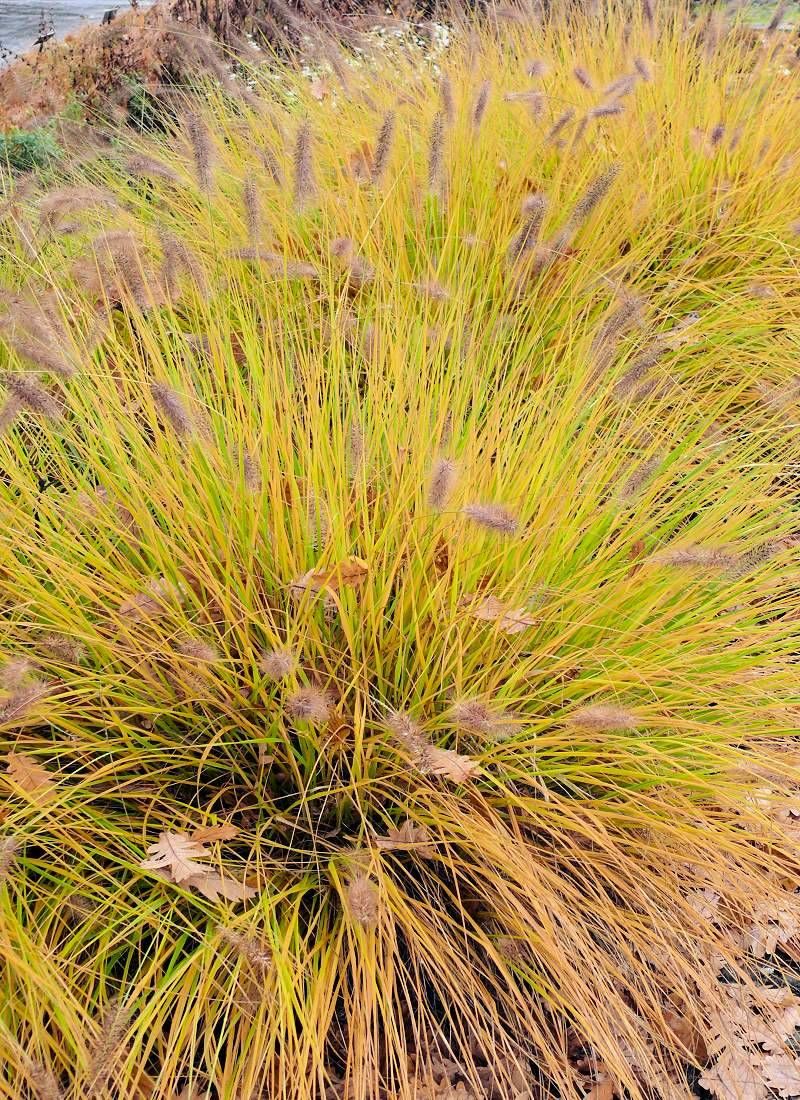 Sorghastrum nutans v polovině října Sorghastrum nutans v polovině října