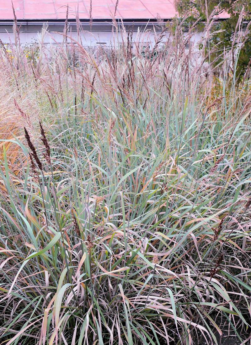Sorghastrum nutans v polovině října Sorghastrum nutans v polovině října
