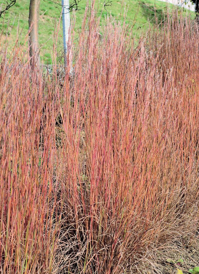 Vousatice metlatá (Andropogon scoparius) Vousatice metlatá (Andropogon scoparius)