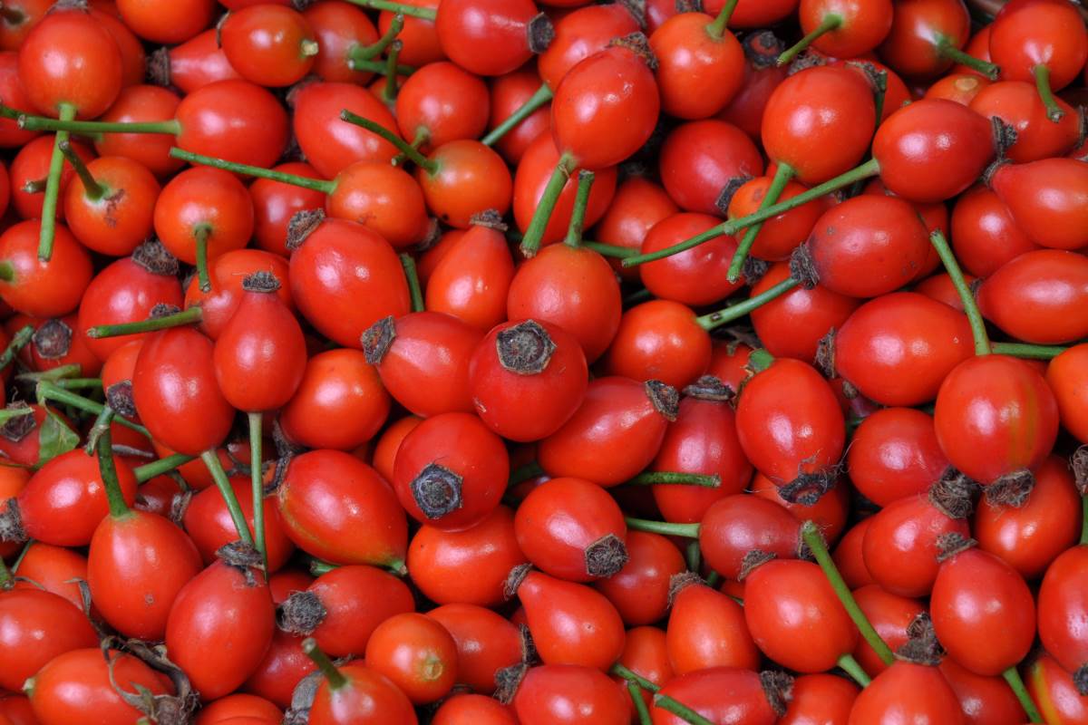 Rosa canina - růže šípková Rosa canina - růže šípková