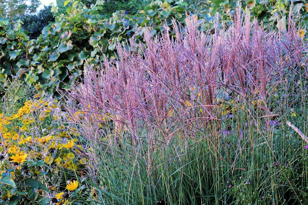 Nakvétající Miscanthus sinensis Kleine Silberspinne Nakvétající Miscanthus sinensis Kleine Silberspinne