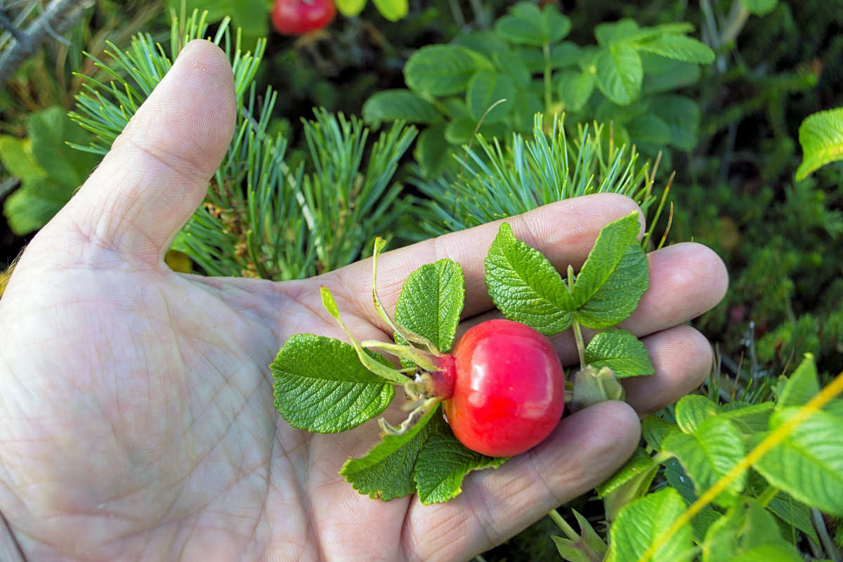 Odrůdy plodových růží: které šípky obsahují nejvíce vitamínu C?