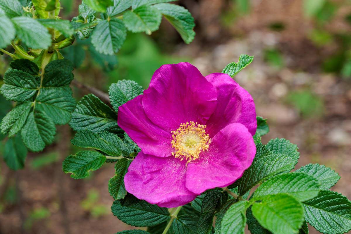 Rosa rugosa krásné kvete Rosa rugosa krásné kvete