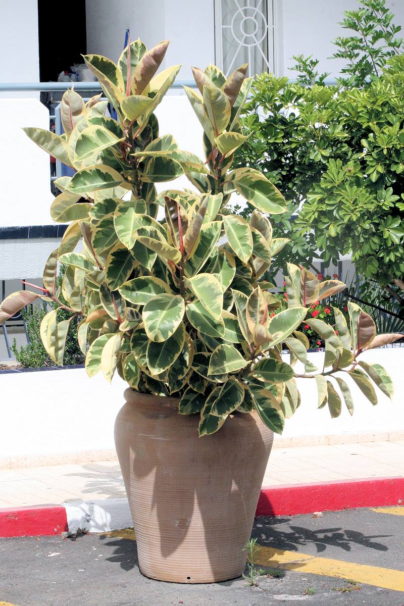V teplejších oblastech Středozemí se Ficus elastica pěstuje jako běžná součást městských výsadeb V teplejších oblastech Středozemí se Ficus elastica pěstuje jako běžná součást městských výsadeb