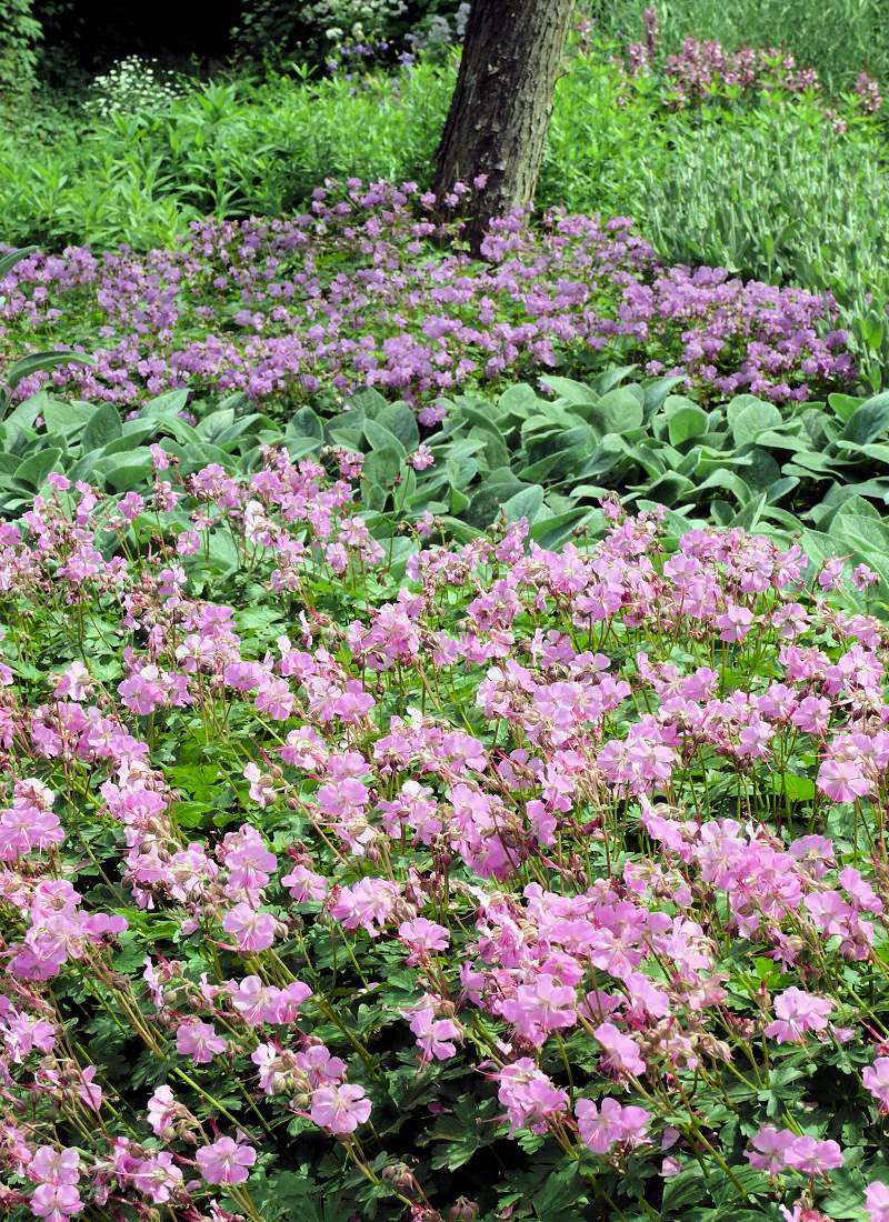 Geranium × cantabrigiense Berggarten