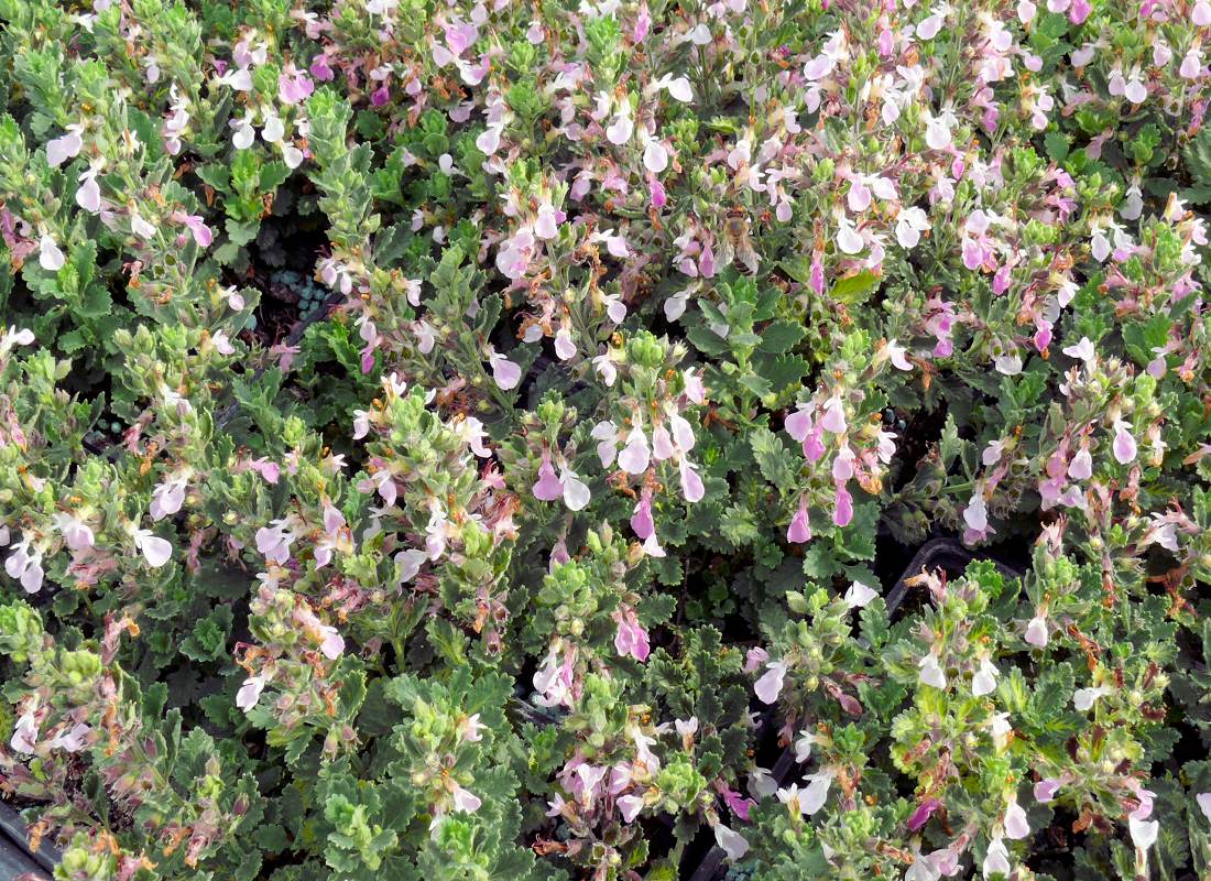 Teucrium chamaedrys Nanum