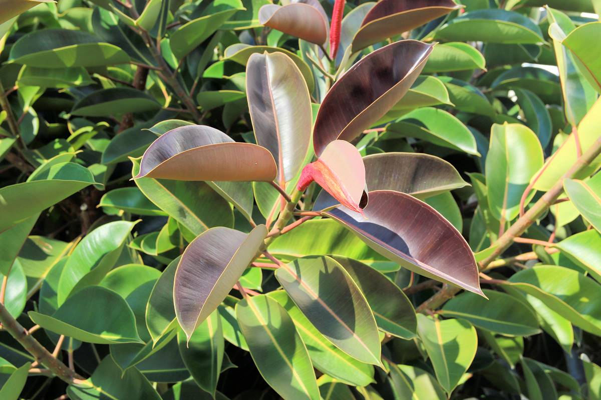 Červeně zbarvené mladé listy jsou typické pro odrůdu Ficus elastica Rubra Ficus elastica Rubra