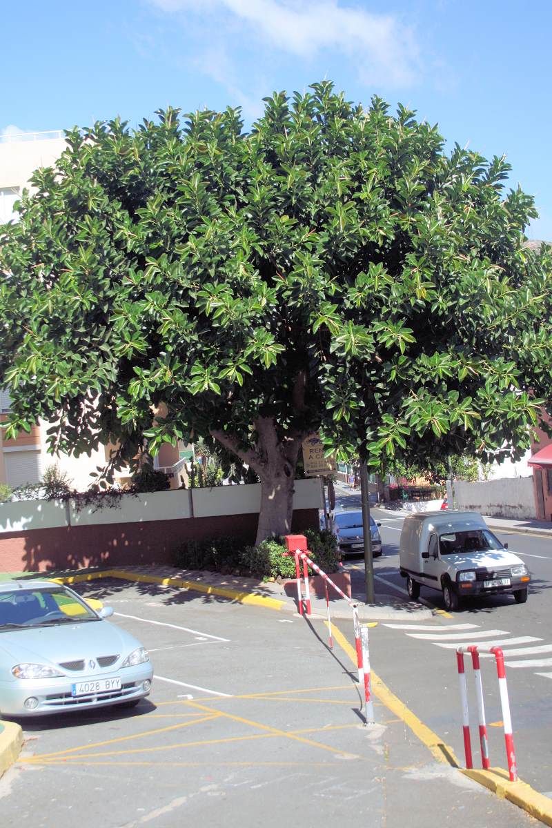 V tropech se využívá Ficus elastica jako mohutný prvek městské zeleně V tropech se využívá Ficus elastica jako mohutný prvek městské zeleně