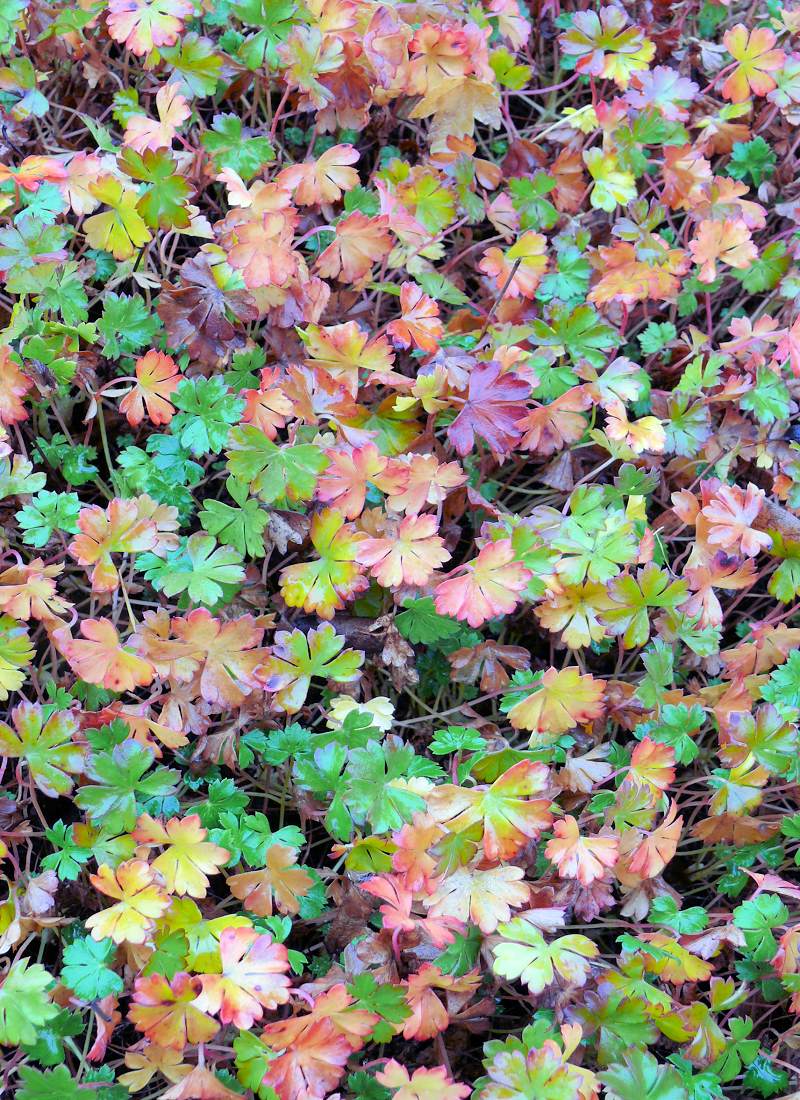 Geranium dalmaticum. Podzimní zbarvení listů